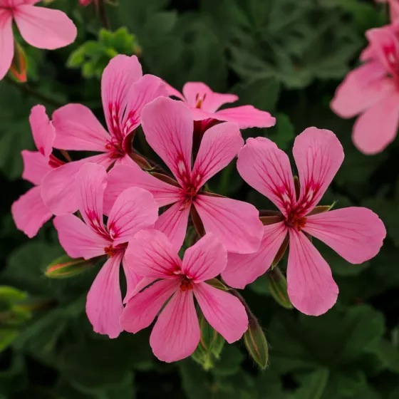 Caldera™ Pink Imp.