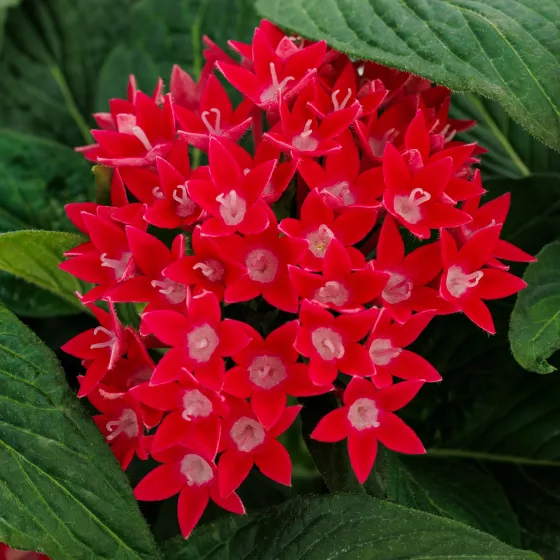 Starcluster™ Cherry | Syngenta Flowers