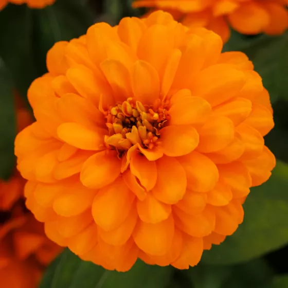 Zydeco™ Gold | Syngenta Flowers