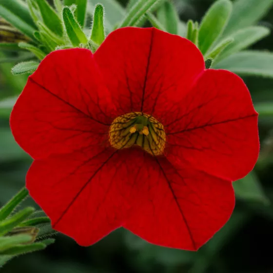 Callie® Red