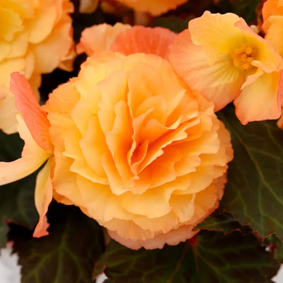iCandy™ Peach