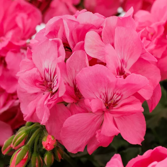 Calliope® Cascade Pink