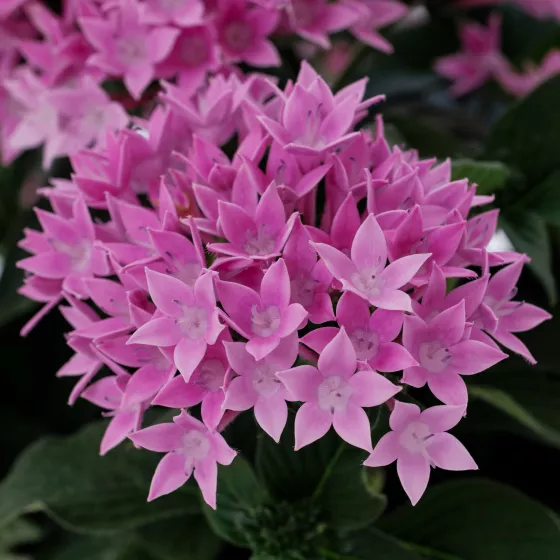 Starcluster™ Cascade Lavender