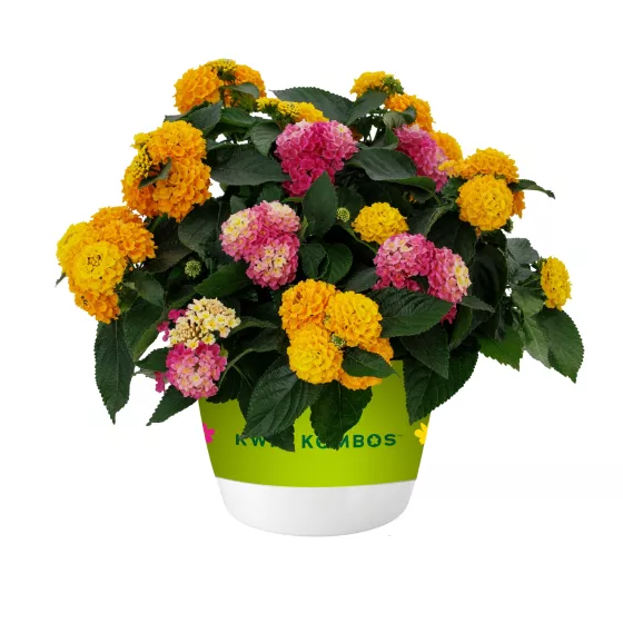 Bandolista™ Pink Pineapple™ Mx