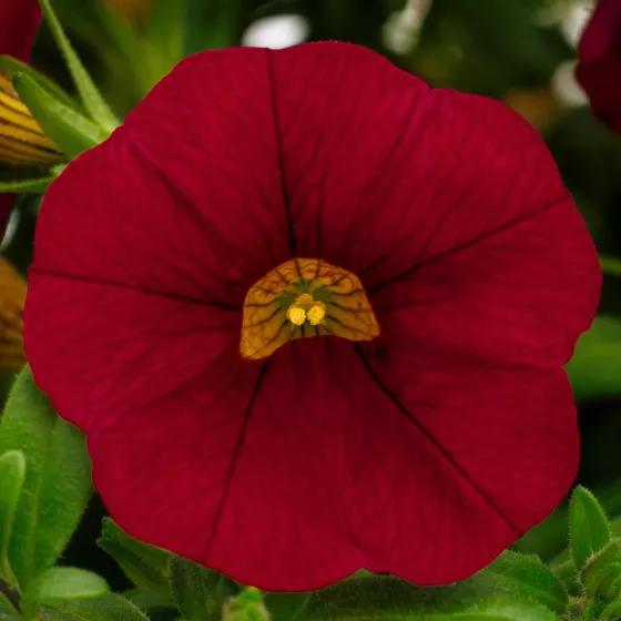 Callie® Dark Red Imp.