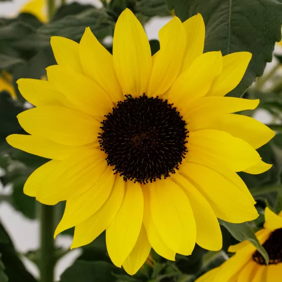 Sunfinity® Yellow Dark Center Imp