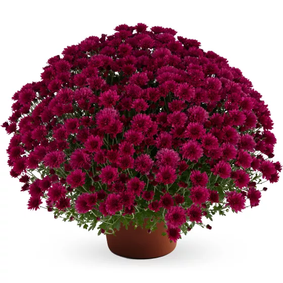 Elizabeth Dark Pink | Syngenta Flowers