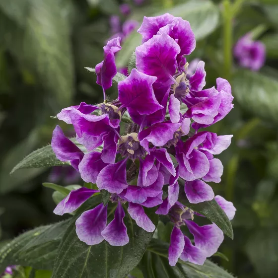 Sriracha™ Lavender Bicolor