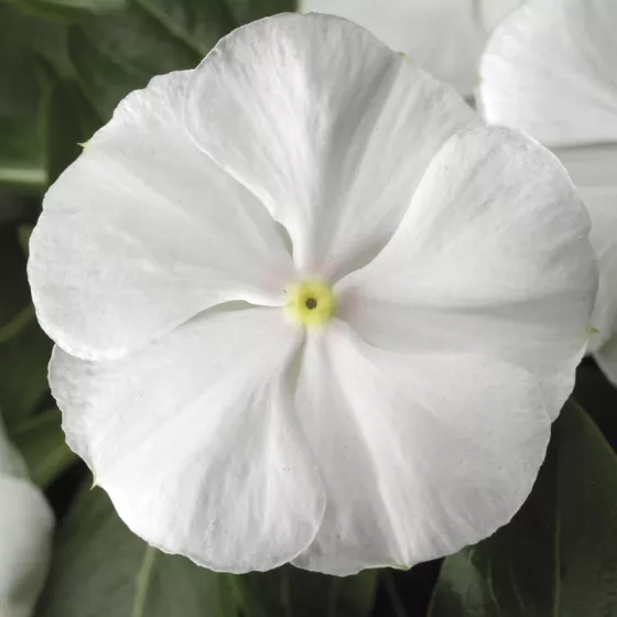SunStorm® Pure White
