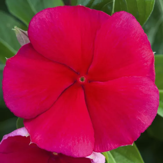 Blockbuster™ Dark Red