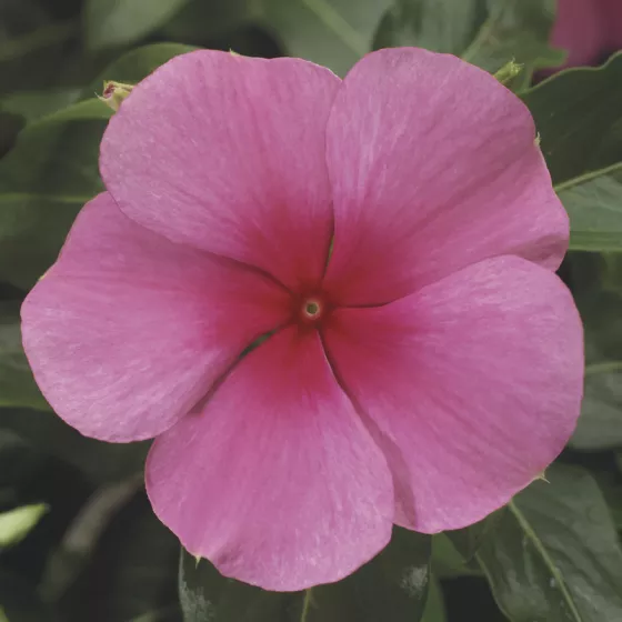SunStorm® Rose With Eye