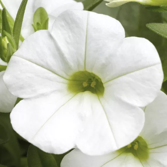 Callie® White
