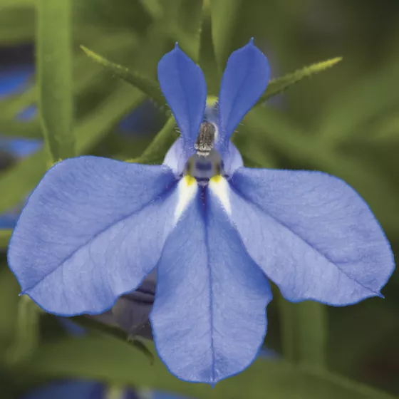Techno® Electric Blue