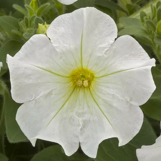 FlashForward™ White