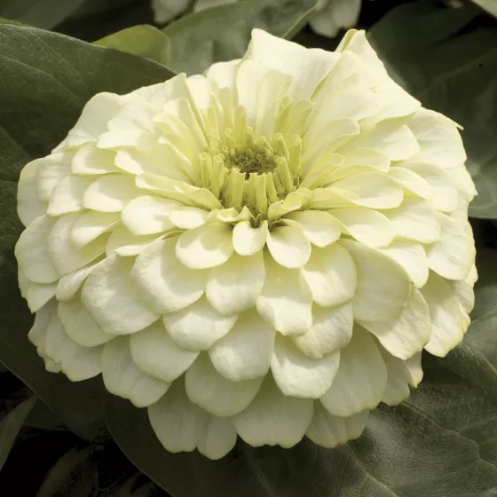 Magellan™ Ivory