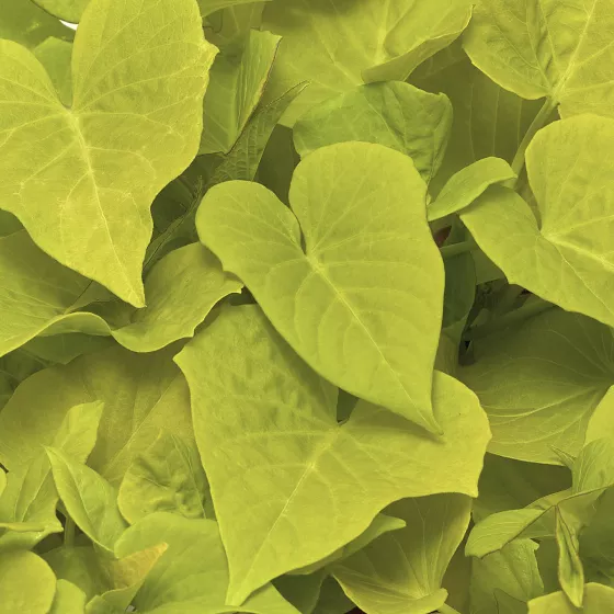 Sidekick™ Heart Lime