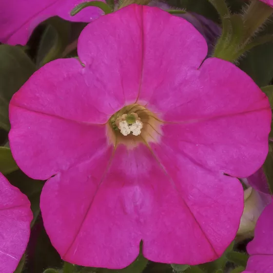 FlashForward™ Pink