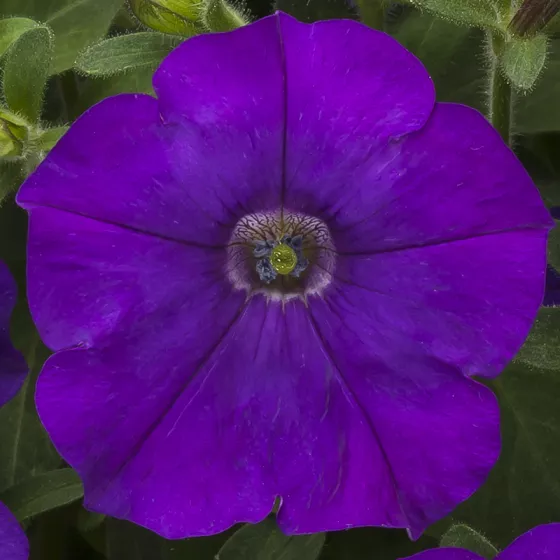 FlashForward™ Blue