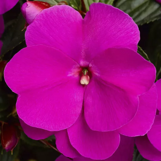 Sonic® Lilac | Syngenta Flowers