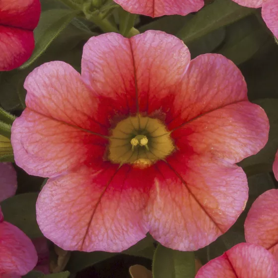 Callie® Coral