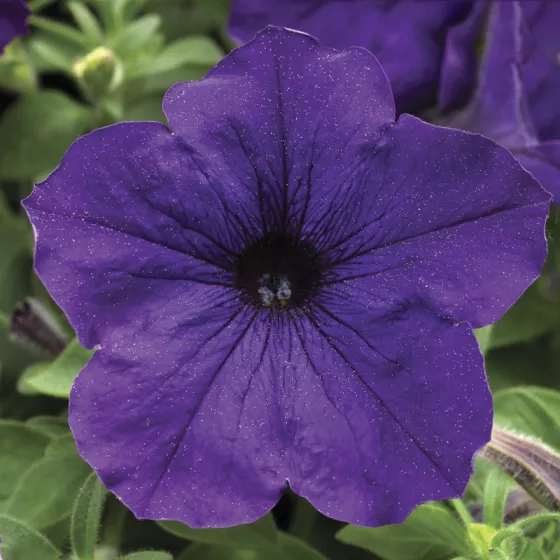 Sanguna® Blue