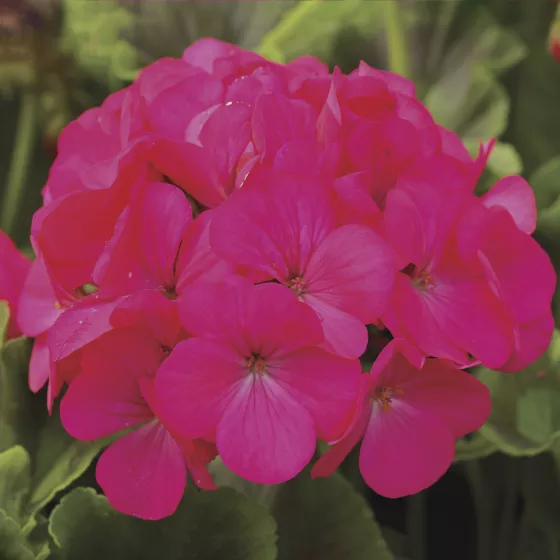 Pinto™ Premium Lavender Rose