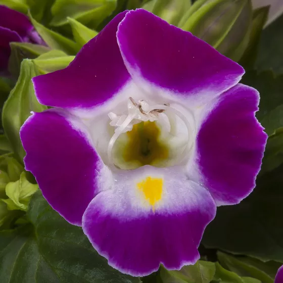 Hi-Lite™ Magenta