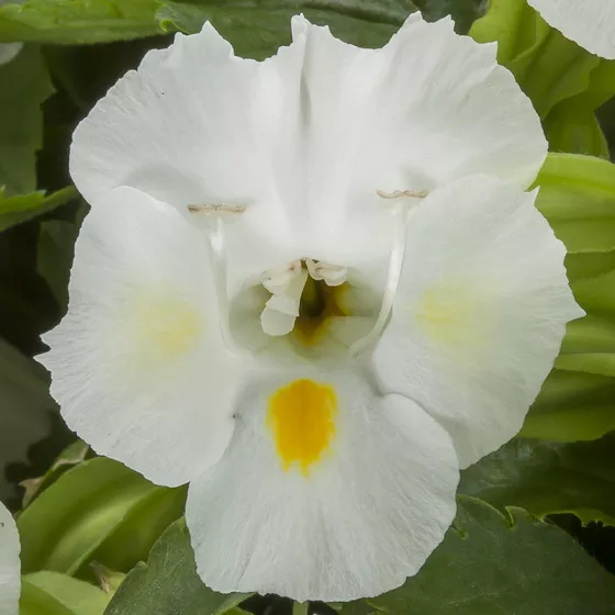 Hi-Lite™ White