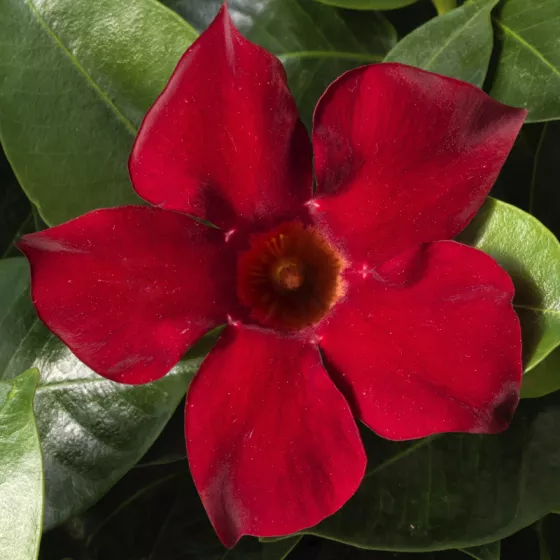 Madinia® Deep Red