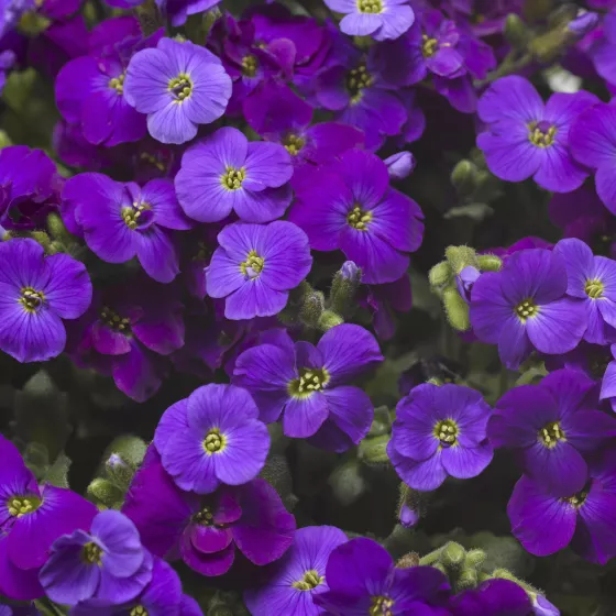 Axcent™ Deep Purple | Syngenta Flowers