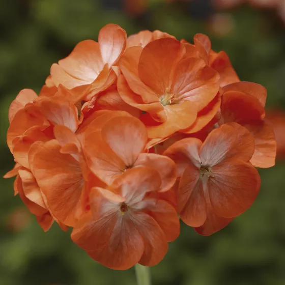 Pinto™ Premium Orange Bicolor