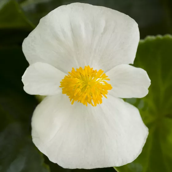 Tophat™ White
