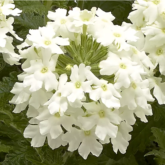 Obsession™ Cascade White