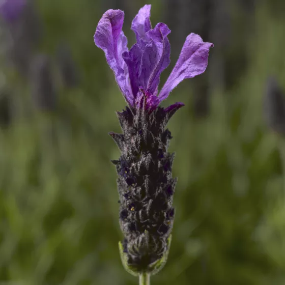 Javelin™ Forte Deep Purple