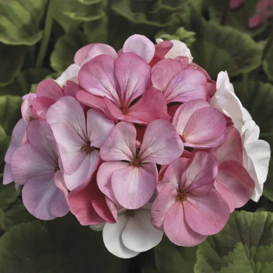 Pinto™ Premium White to Rose