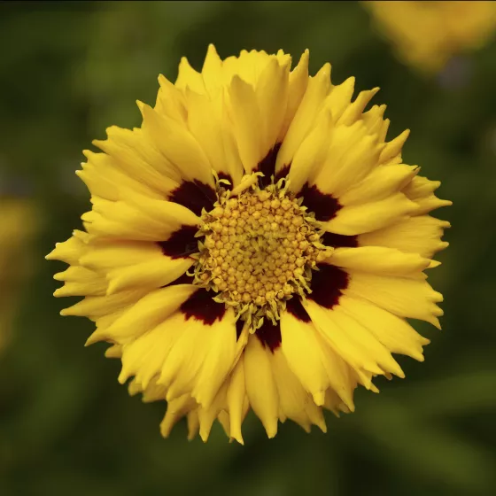 Andiamo® Yellow Red