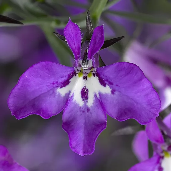 Techno® Violet