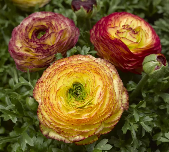 Maché™ Lemon Rose Bicolor