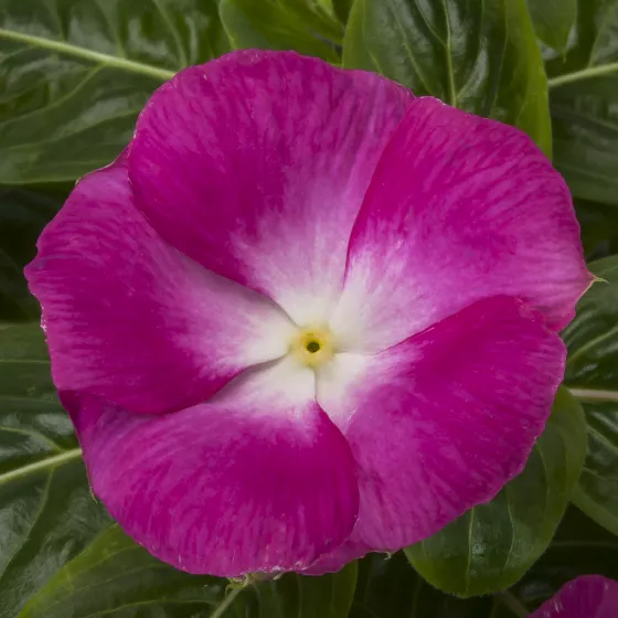 Cora® XDR Magenta Halo