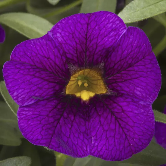 Cabrio™ Grape