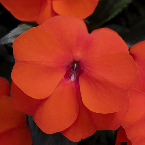 Super Sonic® Flame | Syngenta Flowers