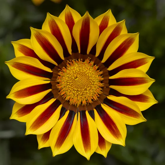 Big Kiss™ Yellow Flame