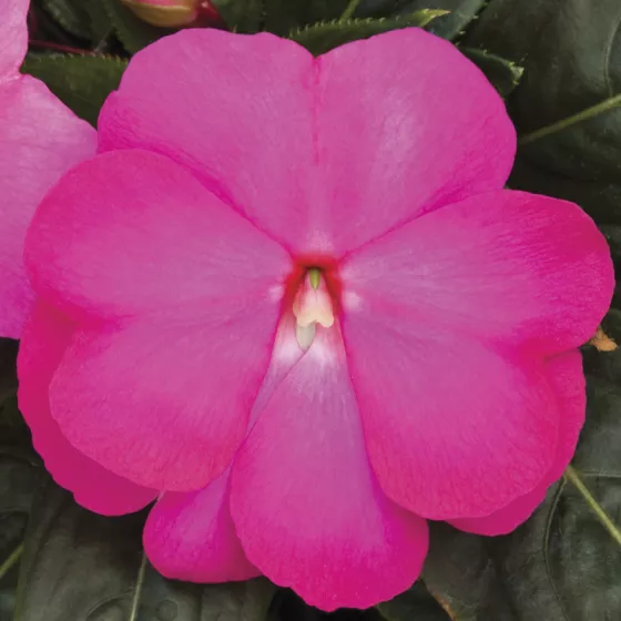 Super Sonic® Hot Pink