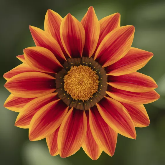 Big Kiss™ Orange Flame