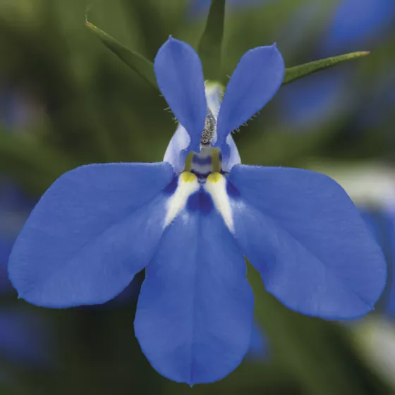 Techno® Blue