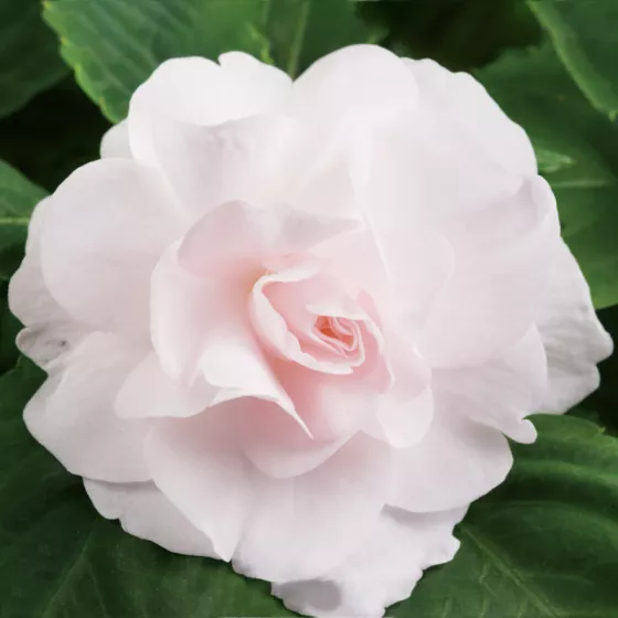 Silhouette® Appleblossom