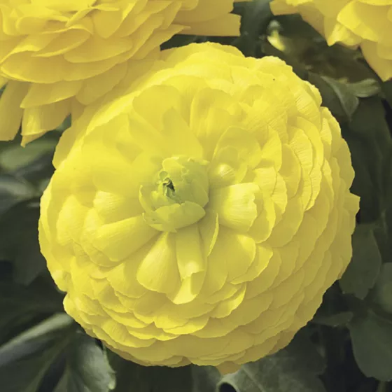 Maché™ Yellow