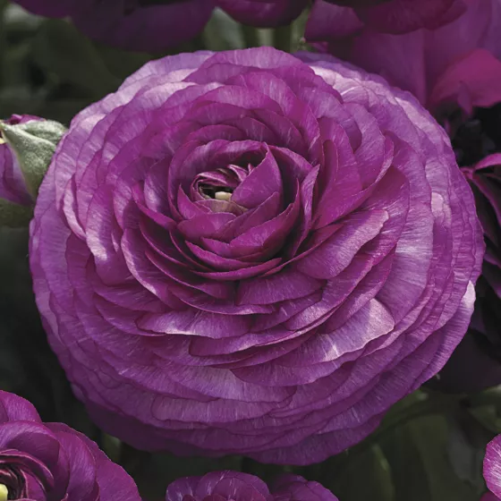 Maché™ Purple