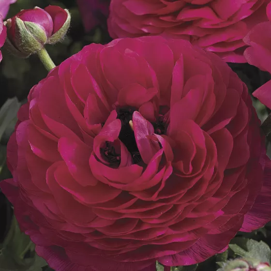 Maché™ Rose