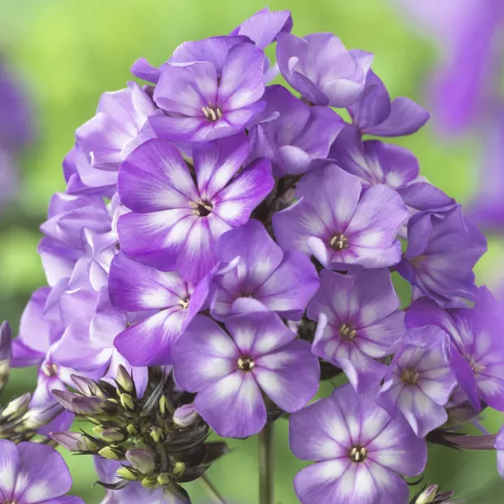 Sweet Summer™ Surprise™ Violet White